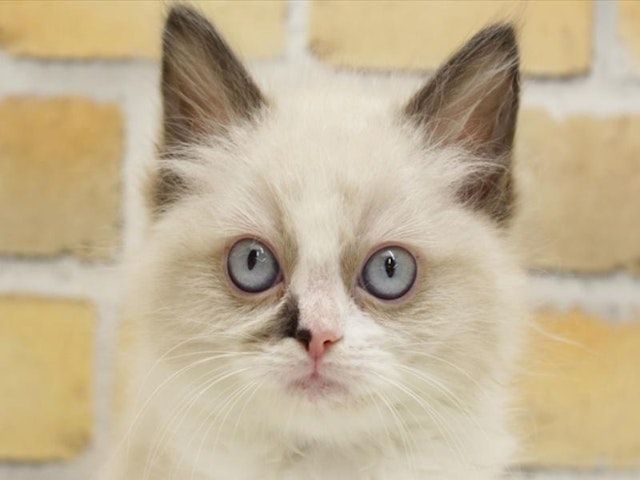 沖縄県のラグドール (ペッツワンABLOうるま店/2024年2月25日生まれ/女の子/シールポイントバイカラー)の子猫